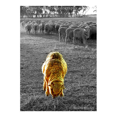 Composite. One sheep dares to be different from the flock.